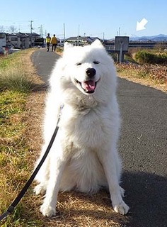 dote_i1712172.jpg