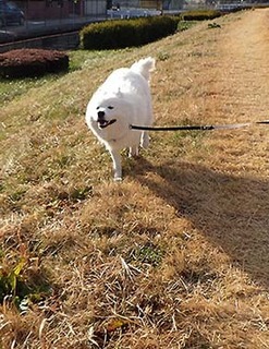 dote_i1712173.jpg