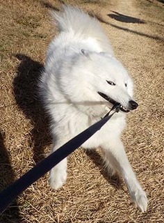 dote_i1712176.jpg