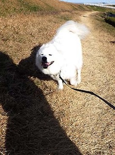 dote_i1712177.jpg