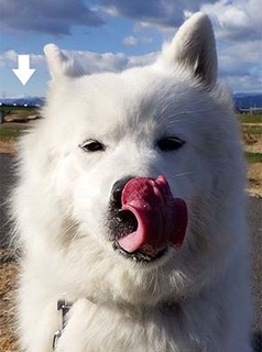 dote_i1712178.jpg