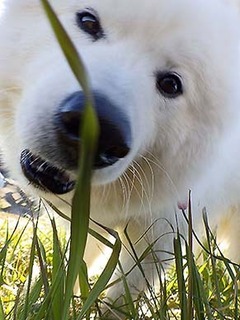 dote_i1712182.jpg