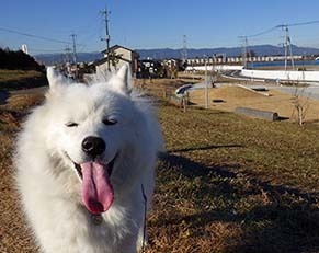 dote_i1712185.jpg