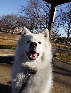 dote_i1712193.jpg