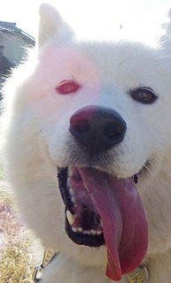 dote_i1712199.jpg