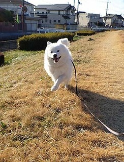 dote_i1712201.jpg