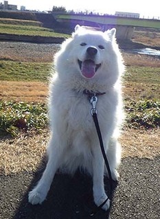 dote_i1712203.jpg