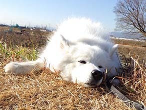dote_i1712204.jpg