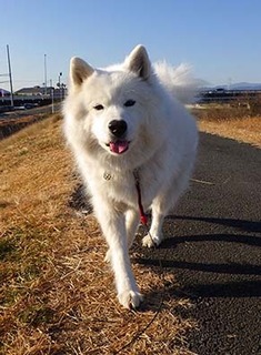 dote_i1712211.jpg
