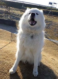 dote_i1712212.jpg