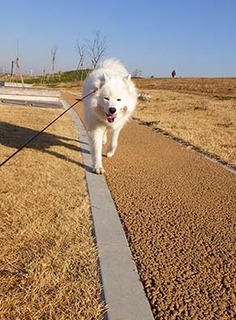 dote_i1712213.jpg
