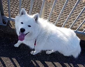 dote_i1712215.jpg