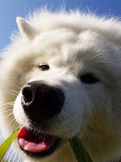 dote_i1712216.jpg