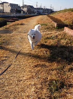 dote_i1712221.jpg
