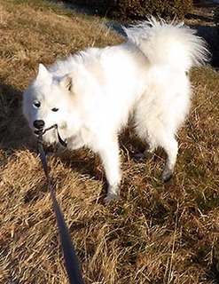 dote_i1712222.jpg