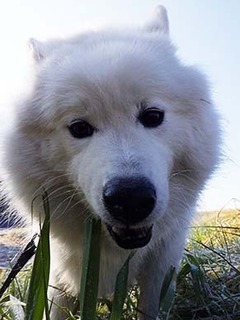 dote_i1712223.jpg