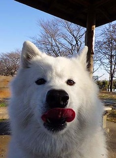 dote_i1712224.jpg