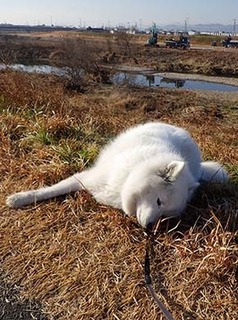 dote_i1712228.jpg