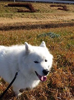 dote_i1712229.jpg