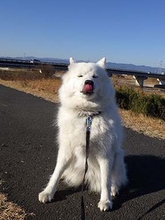dote_i1712231.jpg