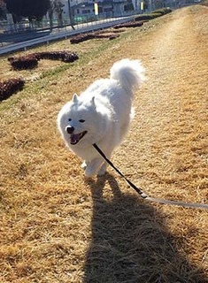 dote_i1712233.jpg