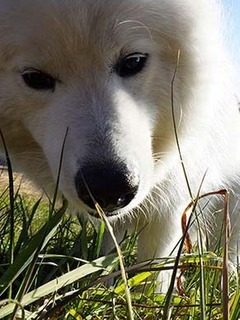 dote_i1712234.jpg