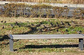 dote_i1712235.jpg