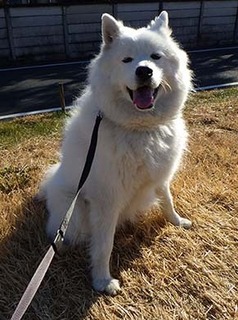 dote_i1712237.jpg