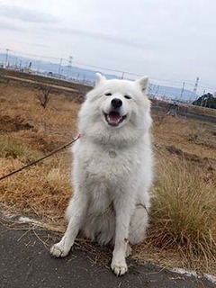 dote_i1712243.jpg