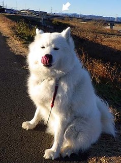 dote_i1801021.jpg