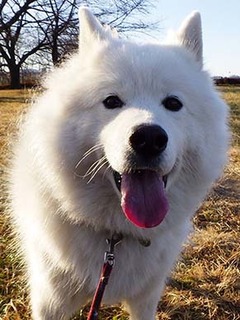 dote_i18010311.jpg