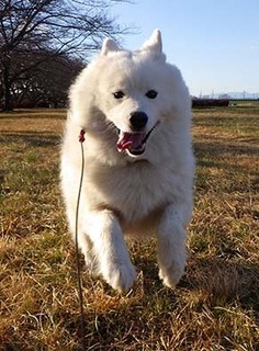 dote_i1801036.jpg