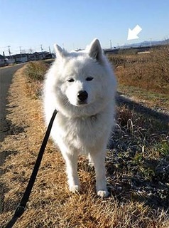 dote_i1801061.jpg