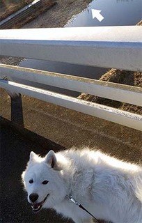 dote_i1801075.jpg