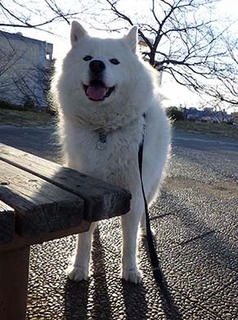 dote_i1801076.jpg