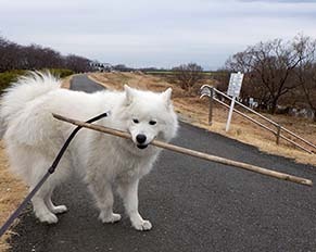 dote_i1801085.jpg