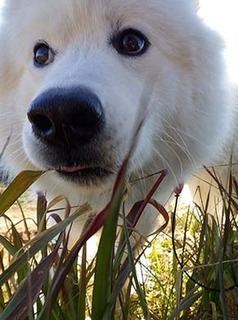 dote_i1801101.jpg