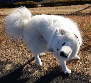 dote_i1801104.jpg