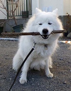 dote_i1801111.jpg