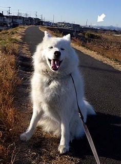 dote_i1801112.jpg