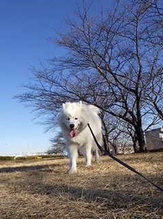 dote_i1801114.jpg