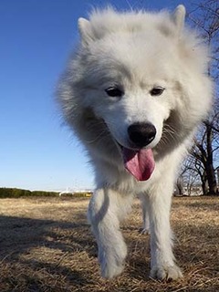 dote_i1801115.jpg