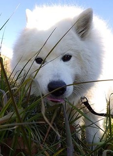 dote_i1801116.jpg