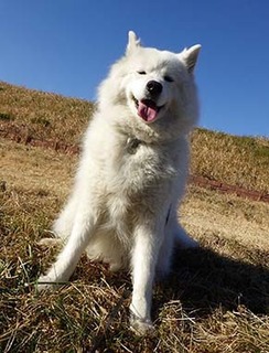 dote_i1801117.jpg