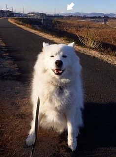 dote_i1801122.jpg