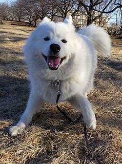 dote_i1801124.jpg