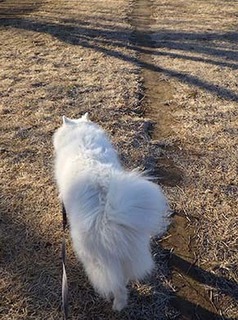 dote_i1801125.jpg
