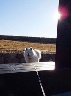 dote_i1801143.jpg