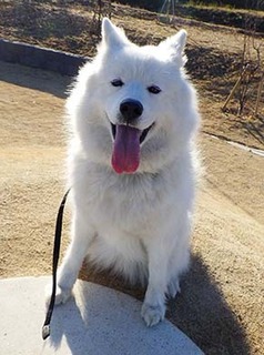 dote_i1801147.jpg