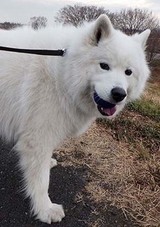 dote_i1801178.jpg